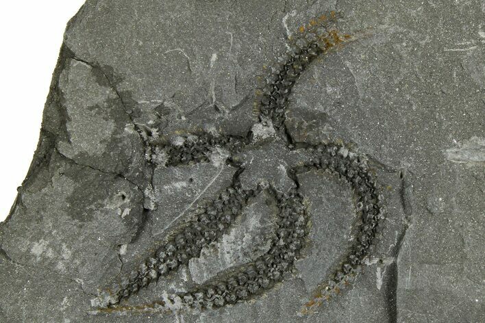 Ordovician Brittle Star (Ophiura) - Morocco #365265